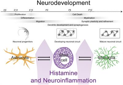 Histamine, Neuroinflammation and Neurodevelopment: A Review